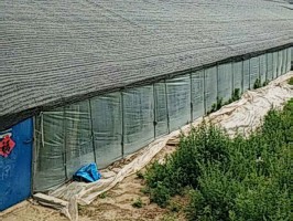 大棚专用91视频在线免费