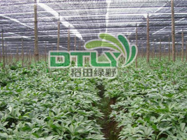 大棚91视频在线免费